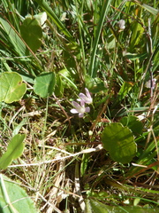 Lysimachia tenella