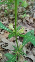 Triosteum angustifolium