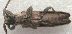 Planodema bimaculata