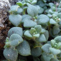 Chaenorhinum villosum