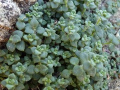 Chaenorhinum villosum