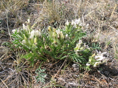 Oxytropis peschkovae