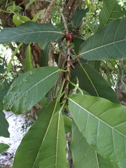 Ficus costaricana image