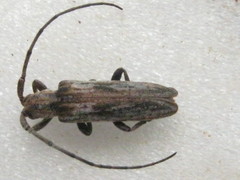 Planodema bimaculata