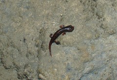 Speleomantes italicus