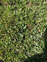 Trifolium fragiferum