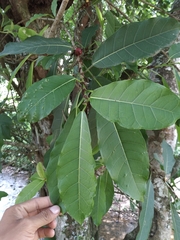 Ficus costaricana