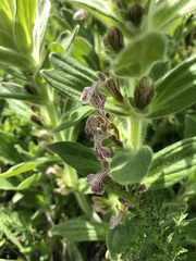 Ajuga laxmannii