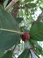 Ficus costaricana