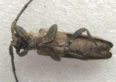 Planodema bimaculata