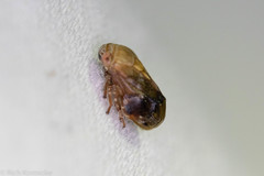 Clastoptera achatina