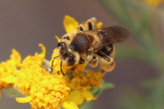 Simandrena
