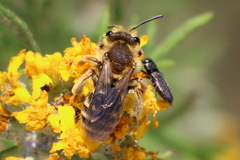 Simandrena