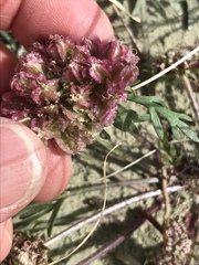 Cymopterus glomeratus