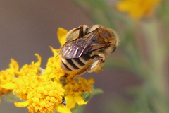 Simandrena