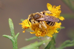 Simandrena