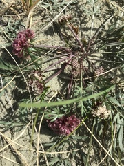Cymopterus glomeratus