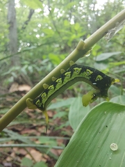 Xylophanes turbata