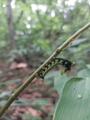 Xylophanes turbata