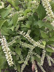 Itea