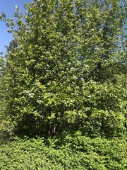 Crataegus okanaganensis