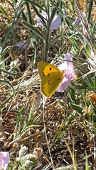 Colias croceus