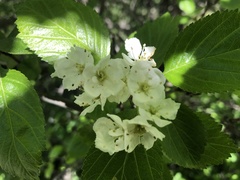 Crataegus okanaganensis
