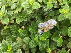 Ceanothus thyrsiflorus griseus