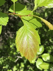Crataegus okanaganensis