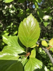 Crataegus okanaganensis
