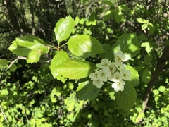 Crataegus okanaganensis