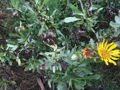 Grindelia stricta angustifolia