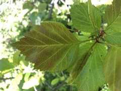 Crataegus okanaganensis