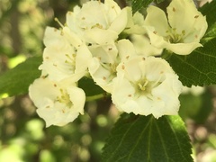 Crataegus okanaganensis