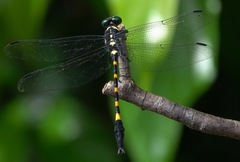 Macrogomphus quadratus