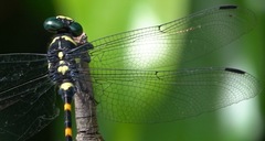 Macrogomphus quadratus