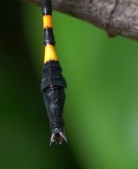 Macrogomphus quadratus