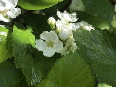 Crataegus okanaganensis