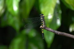 Macrogomphus quadratus