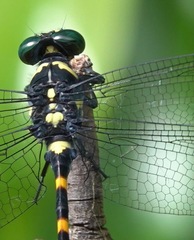 Macrogomphus quadratus