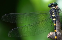 Macrogomphus quadratus