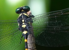 Macrogomphus quadratus