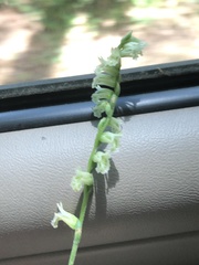 Spiranthes sylvatica