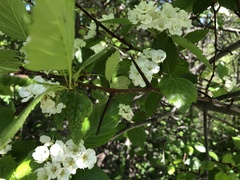 Crataegus okanaganensis