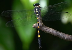 Macrogomphus quadratus