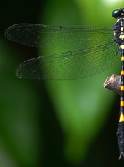 Macrogomphus quadratus