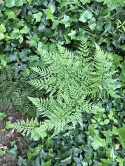Asplenium adiantum-nigrum