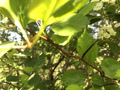 Crataegus okanaganensis
