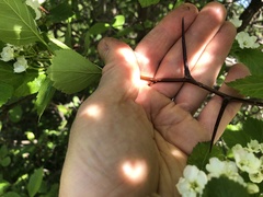 Crataegus okanaganensis