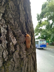 Acanthinodera cumingii